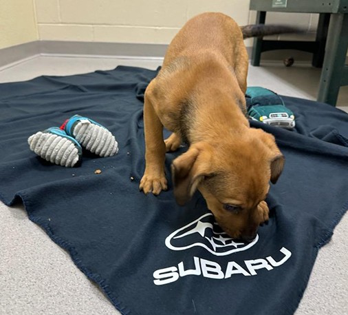 X-IMPACT-Subaru-Loves-Pets